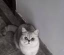 领养猫咪
