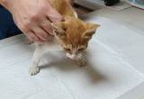 可爱橘猫领养