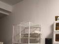 安居锦龙苑猫咪笼子自提