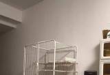 安居锦龙苑猫咪笼子自提