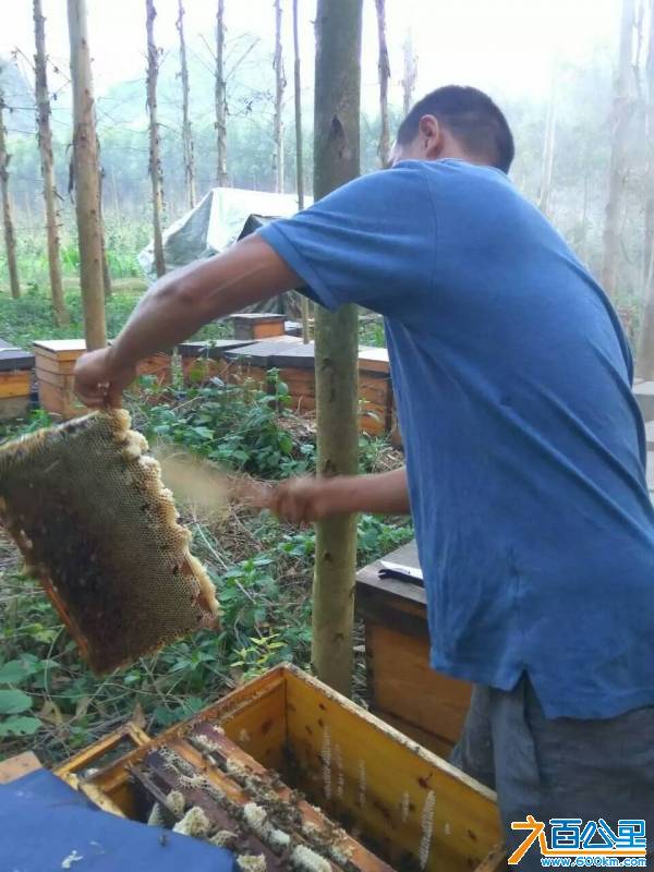 绿色蜂源 吃出健康