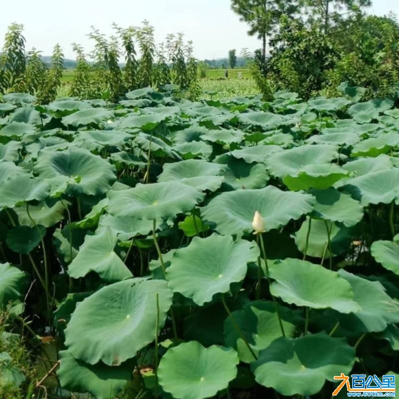 wechat_upload17685404456969c91dd7850