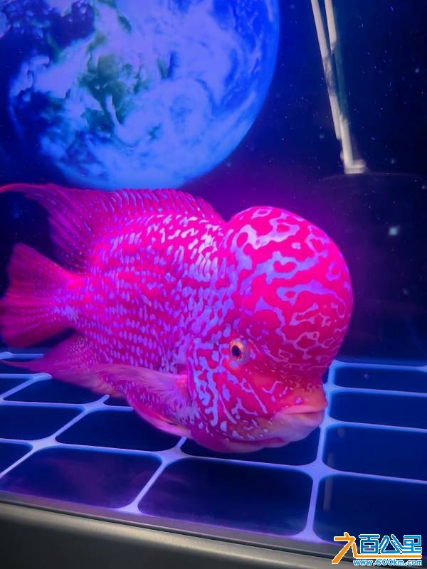 wechat_upload177403433769bd9da11ff57