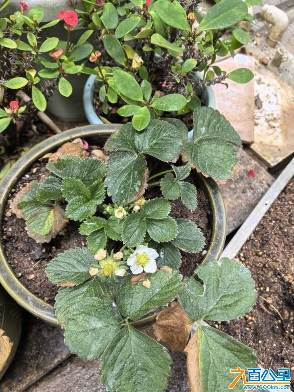 wechat_upload177415987969bf8807b0596