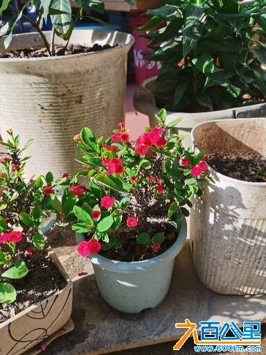 wechat_upload177415991569bf882b798dc