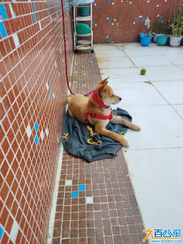 wechat_upload177510481869cdf33241b9a