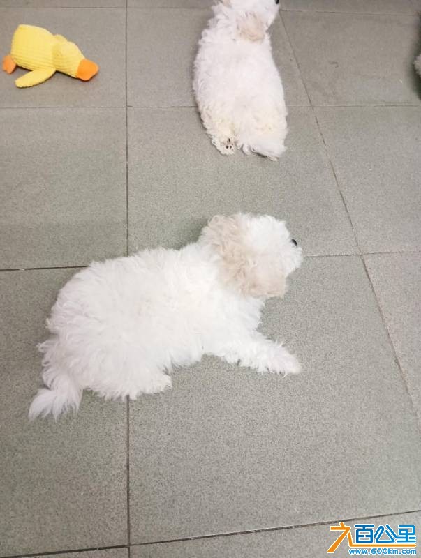 wechat_upload17824749026a3e6896ba4e1