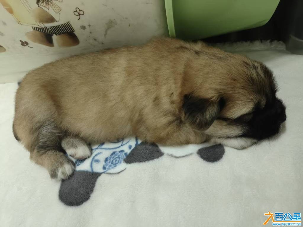 wechat_upload177656679469e4420a64d39